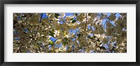 Cherry Blossoms Riverside Park, Manhattan, New York City Fine Art Print