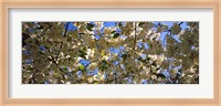 Cherry Blossoms Riverside Park, Manhattan, New York City Fine Art Print