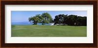 Trees on a Golf Course, Manua Kea, Hawaii Fine Art Print