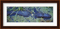 Alligator Swimming in a River, Florida Fine Art Print