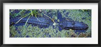 Alligator Swimming in a River, Florida Fine Art Print