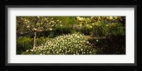 Flowers in Central Park, Manhattan, New York City Fine Art Print