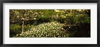 Flowers in Central Park, Manhattan, New York City Fine Art Print