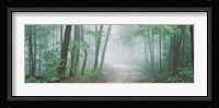 Skyline Drive, Jackson-Washington State Forest, Indiana Fine Art Print