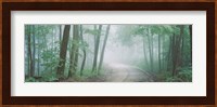 Skyline Drive, Jackson-Washington State Forest, Indiana Fine Art Print