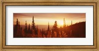 Firweed At Sunset, Montana Fine Art Print