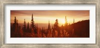 Firweed At Sunset, Montana Fine Art Print