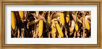 Corn Crop Field, Minnesota Fine Art Print