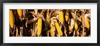 Corn Crop Field, Minnesota Fine Art Print