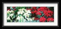 Red And White Poinsettias Fine Art Print