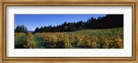 Vineyard in Fall, Sonoma County, California Fine Art Print