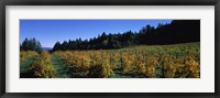 Vineyard in Fall, Sonoma County, California Fine Art Print