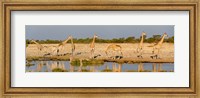 Giraffes, Etosha National Park, Namibia Fine Art Print