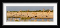 Giraffes, Etosha National Park, Namibia Fine Art Print