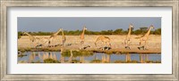 Giraffes, Etosha National Park, Namibia Fine Art Print