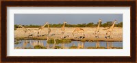 Giraffes, Etosha National Park, Namibia Fine Art Print