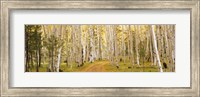 Dixie National Forest, Utah Fine Art Print
