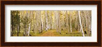 Dixie National Forest, Utah Fine Art Print
