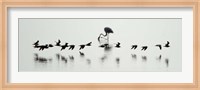 Flamingos, Lake Manyara, Tanzania Fine Art Print