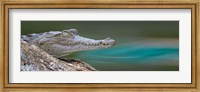 American Crocodile, Costa Rica Fine Art Print
