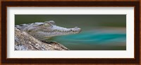 American Crocodile, Costa Rica Fine Art Print