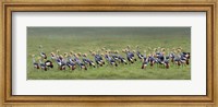 Crowned Crane, Ngorongoro Crater, Tanzania Fine Art Print