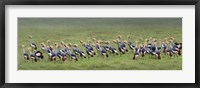 Crowned Crane, Ngorongoro Crater, Tanzania Fine Art Print