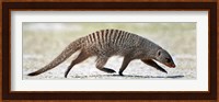 Mongoose, Etosha National Park, Namibia Fine Art Print