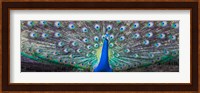 Dancing Peacock, India Fine Art Print
