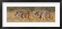 Male and female Greater Kudu, Etosha National Park, Namibia Fine Art Print
