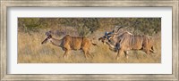 Male and female Greater Kudu, Etosha National Park, Namibia Fine Art Print