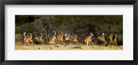 Black-Faced Impala, Etosha National Park, Namibia Fine Art Print