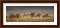 African Lions, Ngorongoro Conservation Area, Tanzania Fine Art Print
