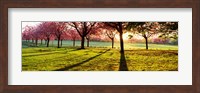 Cherry Blossoms in a Park, England Fine Art Print