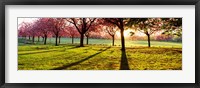 Cherry Blossoms in a Park, England Fine Art Print