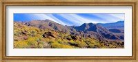 Flowering Shrubs, Anza Borrego Desert State Park, California Fine Art Print