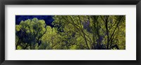 Cottonwood Trees, Gila Hot Springs, New Mexico Fine Art Print
