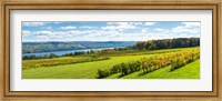 Glenora Vineyard, Seneca Lake, Finger Lakes, New York State Fine Art Print