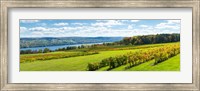 Glenora Vineyard, Seneca Lake, Finger Lakes, New York State Fine Art Print