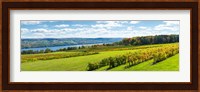 Glenora Vineyard, Seneca Lake, Finger Lakes, New York State Fine Art Print