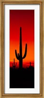 Silhouette of Saguaro Cactus, Arizona Fine Art Print