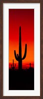 Silhouette of Saguaro Cactus, Arizona Fine Art Print