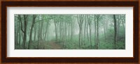 Forest Niigata Martsunoyama-cho, Japan Fine Art Print
