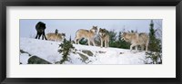 Gray wolves, Massey, Ontario, Canada Fine Art Print