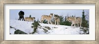 Gray wolves, Massey, Ontario, Canada Fine Art Print