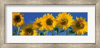 Sunflowers in a Row Fine Art Print