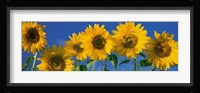 Sunflowers in a Row Fine Art Print