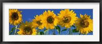 Sunflowers in a Row Fine Art Print