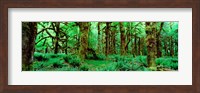 Rain Forest, Olympic National Park, Washington State Fine Art Print