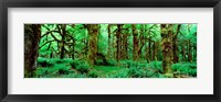 Rain Forest, Olympic National Park, Washington State Fine Art Print